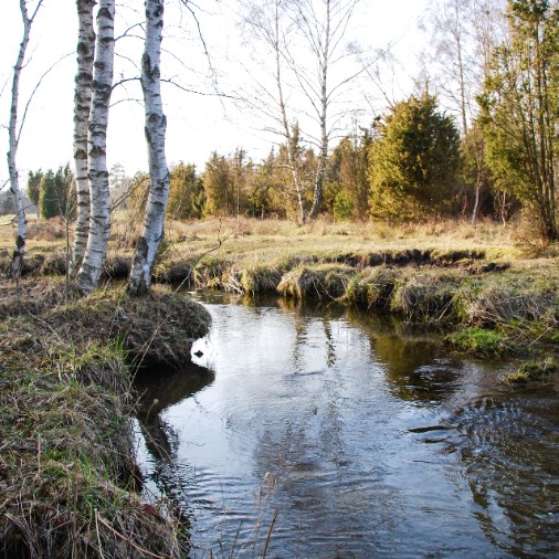 Vattendrag i gles björkskog.